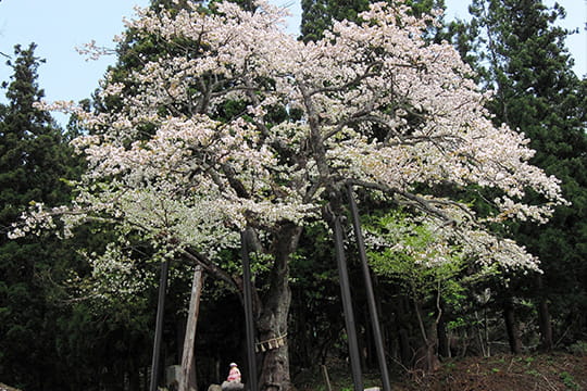 画像：湯殿山 注連寺【庄内三十三観音 第31番札所】