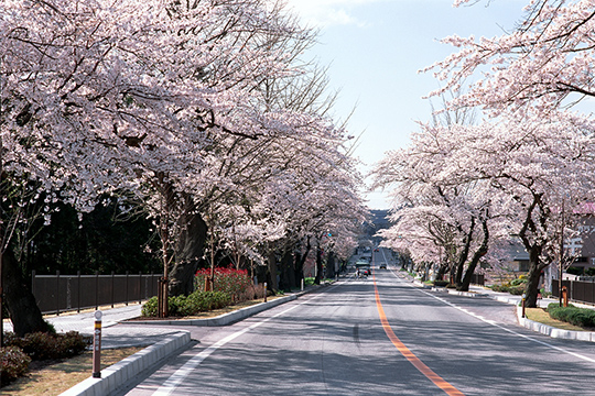画像：県道300号線沿い
