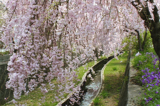 画像：旧袋川沿いのしだれ桜