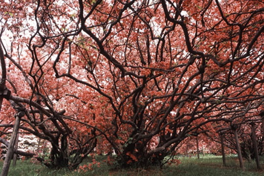 画像：躑躅ヶ岡（つつじが岡公園）
