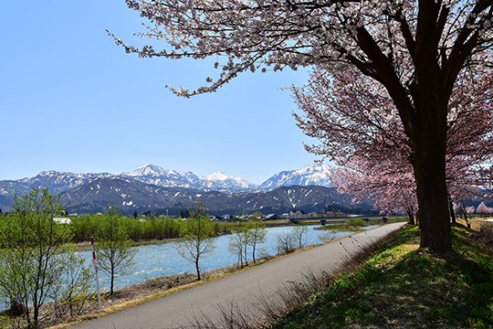 画像：魚野川桜づつみ