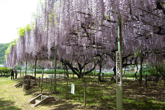画像：信濃国分寺史跡公園
