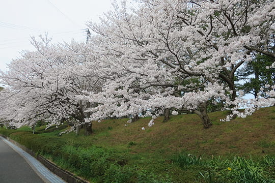 画像：広村堤防