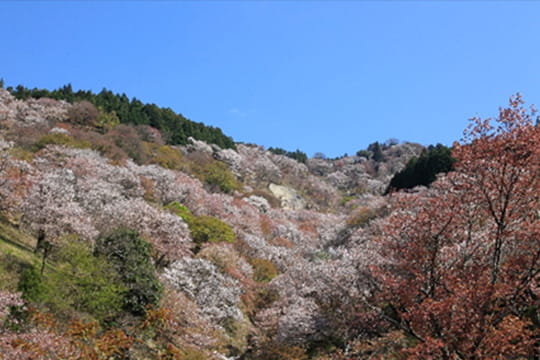 画像：吉野山