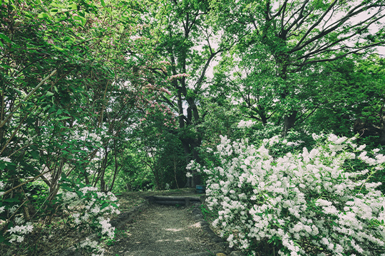 画像：住吉大社 卯の花苑
