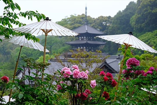 画像：當麻寺・石光寺