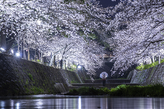 画像：夙川河川敷緑地