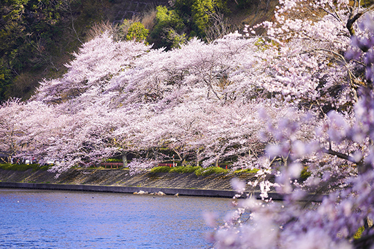 画像：海津大崎の桜並木