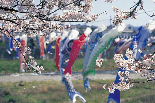 画像：道の駅柿の郷くどやま前県道沿い