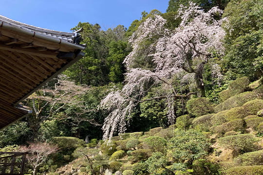画像：医光寺