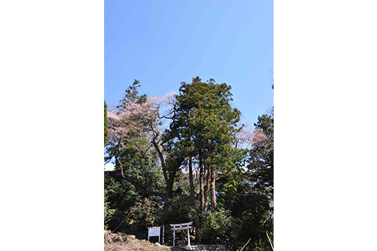 画像：下蚊屋明神