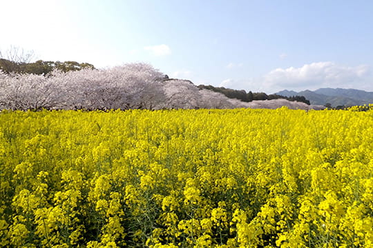 画像：西都原古墳群