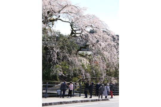 画像：大原大しだれ桜