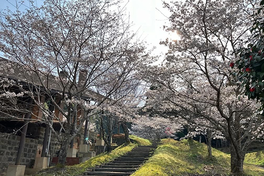画像：飛龍窯の桜