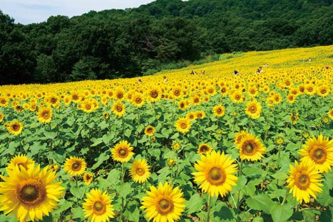 三ノ倉高原のひまわり畑