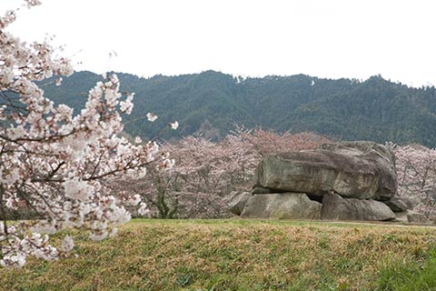 石舞台古墳と桜のライトアップ