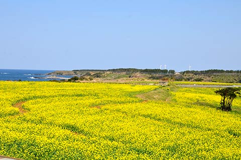 魚津ヶ崎公園