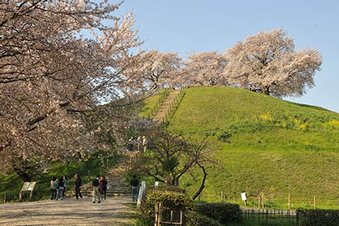 丸墓山古墳の桜