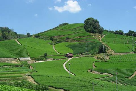 和束町石寺の茶畑