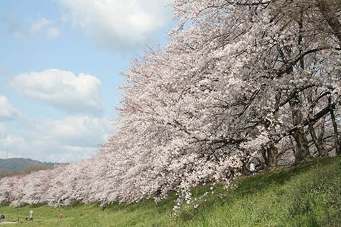 背割堤さくらまつり