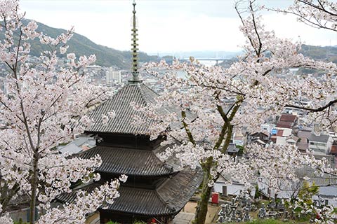 桜の名所