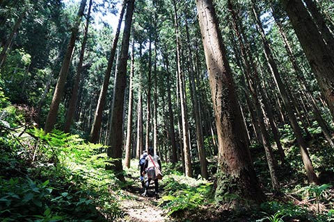 城山大手登山道