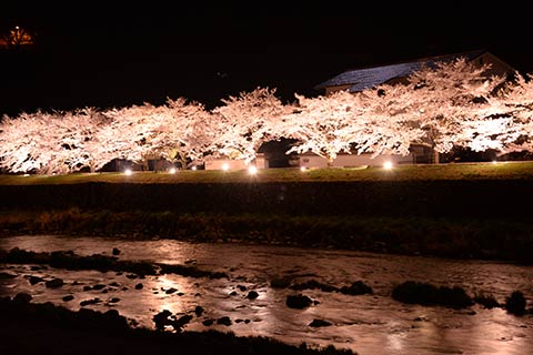 夜桜ライトアップ