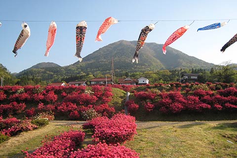 青野山の麓に咲くつつじ